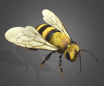 Modern Animal-ID:307842977