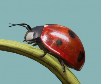 Modern Animal-ID:177431111