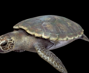 Modern Reptile-ID:733372932