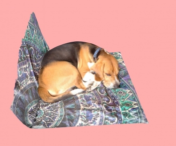Modern Animal Dog-ID:961406957