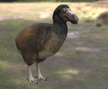 Modern Poultry Animal-ID:167674069