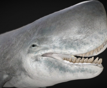 Modern Aquatic Animals-ID:361911062