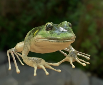 Modern Aquatic Animals-ID:478508009
