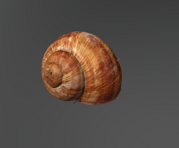 Modern Animal-ID:363279105
