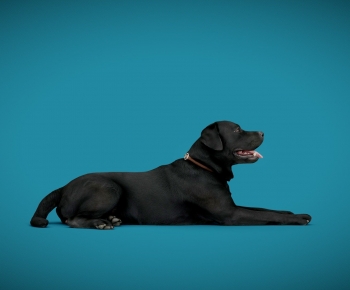 Modern Animal Dog-ID:210702902