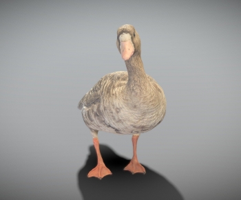 Modern Animal-ID:506539116
