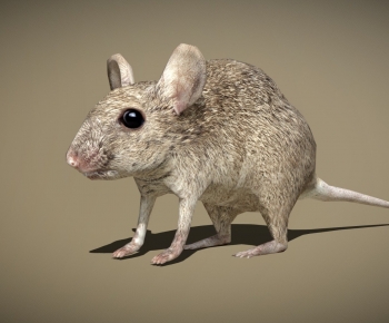 Modern Animal-ID:738533024