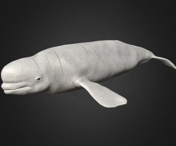 Modern Aquatic Animals-ID:781307946