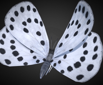 Modern Other Animals-ID:111536982