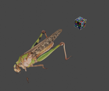 Modern Animal-ID:168189056