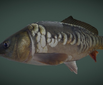 Modern Aquatic Animals-ID:885900026