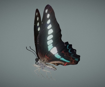Modern Animal-ID:842391977
