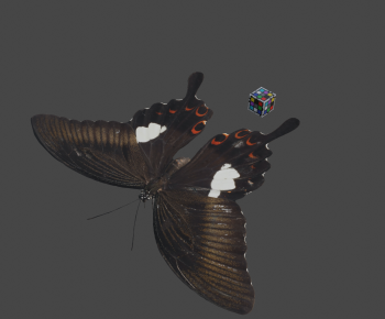 Modern Flying Animals-ID:672570945