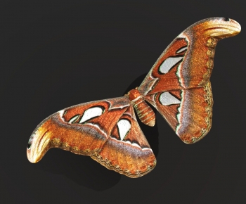 Modern Flying Animals-ID:246738912