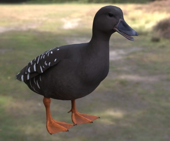 Modern Animal Duck-ID:277424108