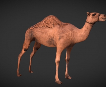 Modern Mammal-ID:462285041