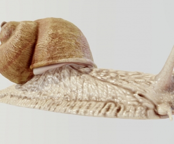 Modern Reptile-ID:536057008