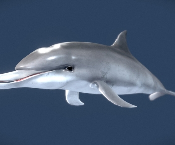 Modern Aquatic Animals-ID:374391124