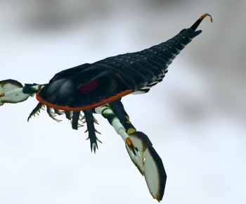 Modern Animal-ID:194960123