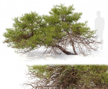 Modern Tree-ID:239073042