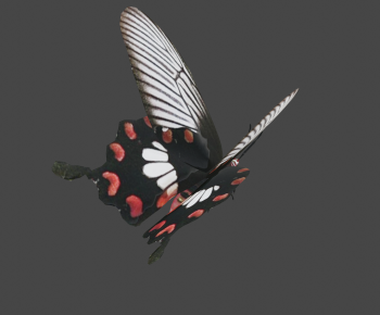Modern Animal-ID:179619872