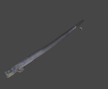 Modern Aquatic Animals-ID:702300077
