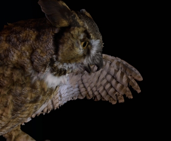 Modern Animal-ID:287215954