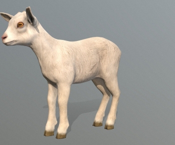 Modern Mammal-ID:775784027