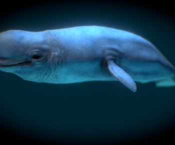 Modern Mammal-ID:260970123