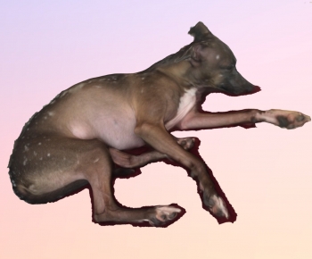 Modern Animal-ID:896601923