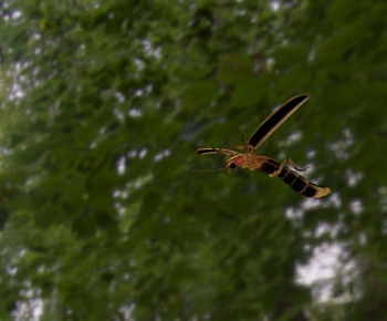 Modern Animal-ID:845453982