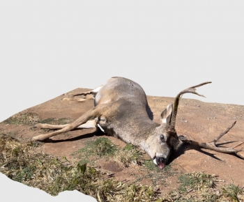 Modern Mammal-ID:755924949