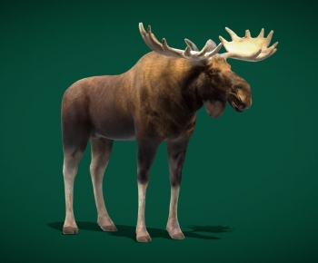 Modern Animal-ID:606240038