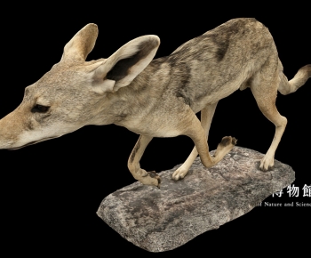Modern Mammal-ID:378834967