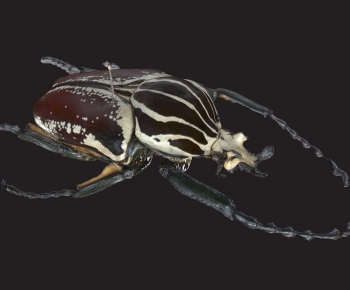 Modern Animal-ID:217982051