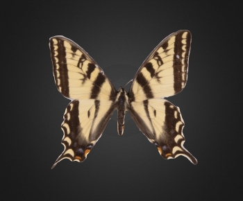 Modern Flying Animals-ID:261027103
