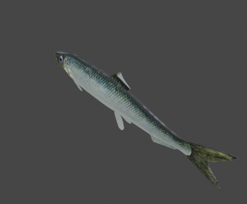 Modern Aquatic Animals-ID:126399994