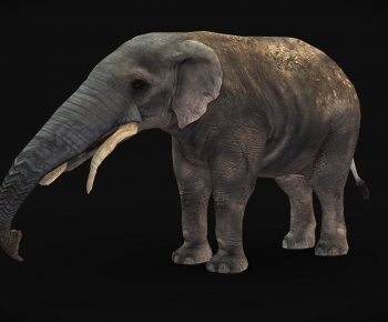Modern Other Animals-ID:564587127