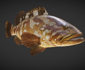 Modern Aquatic Animals-ID:460474019