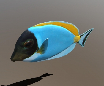 Modern Animal-ID:664326916