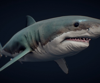 Modern Aquatic Animals-ID:858359355