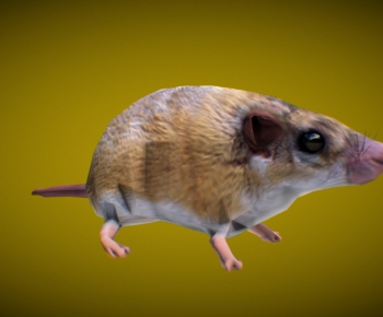 Modern Mammal-ID:883769992
