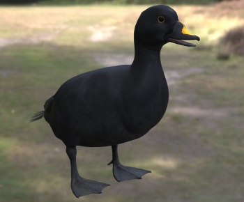 Modern Poultry Animal-ID:743876933