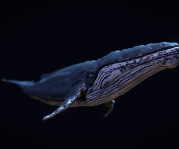 Modern Animal-ID:467055089