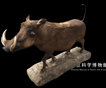 Modern Animal-ID:486139063