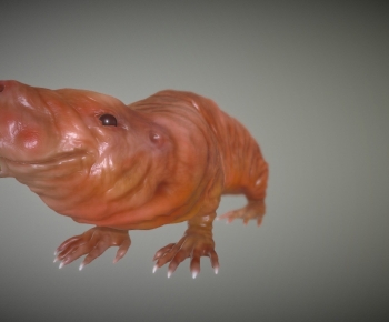 Modern Animal-ID:136502034
