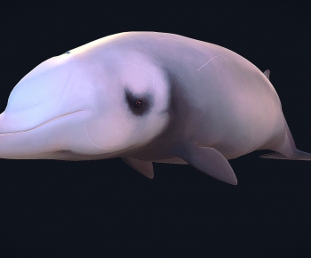 Modern Aquatic Animals-ID:558183919