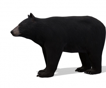 Modern Mammal-ID:585634957