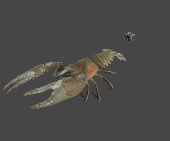 Modern Animal-ID:503887894