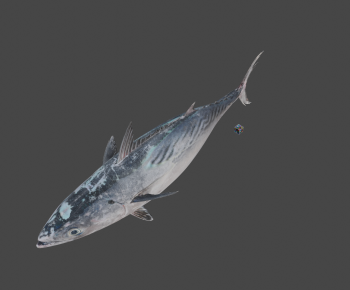 Modern Aquatic Animals-ID:546691898